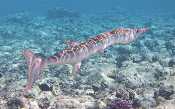 Image of Hound Needlefish