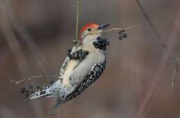 Image of Red-bellied Woodpecker