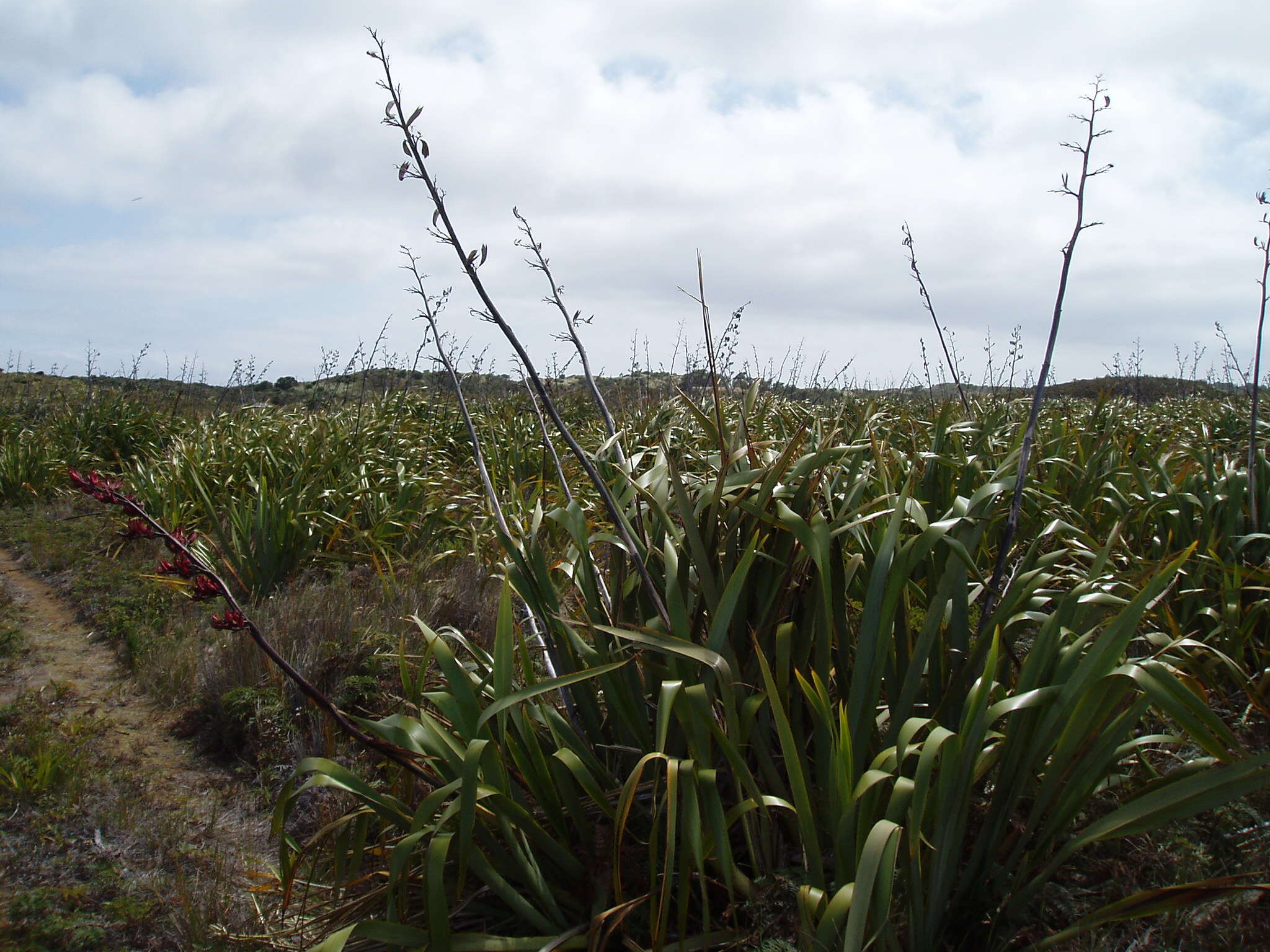 Image of New Zealand flax