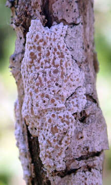 Image of Lecanora kohu