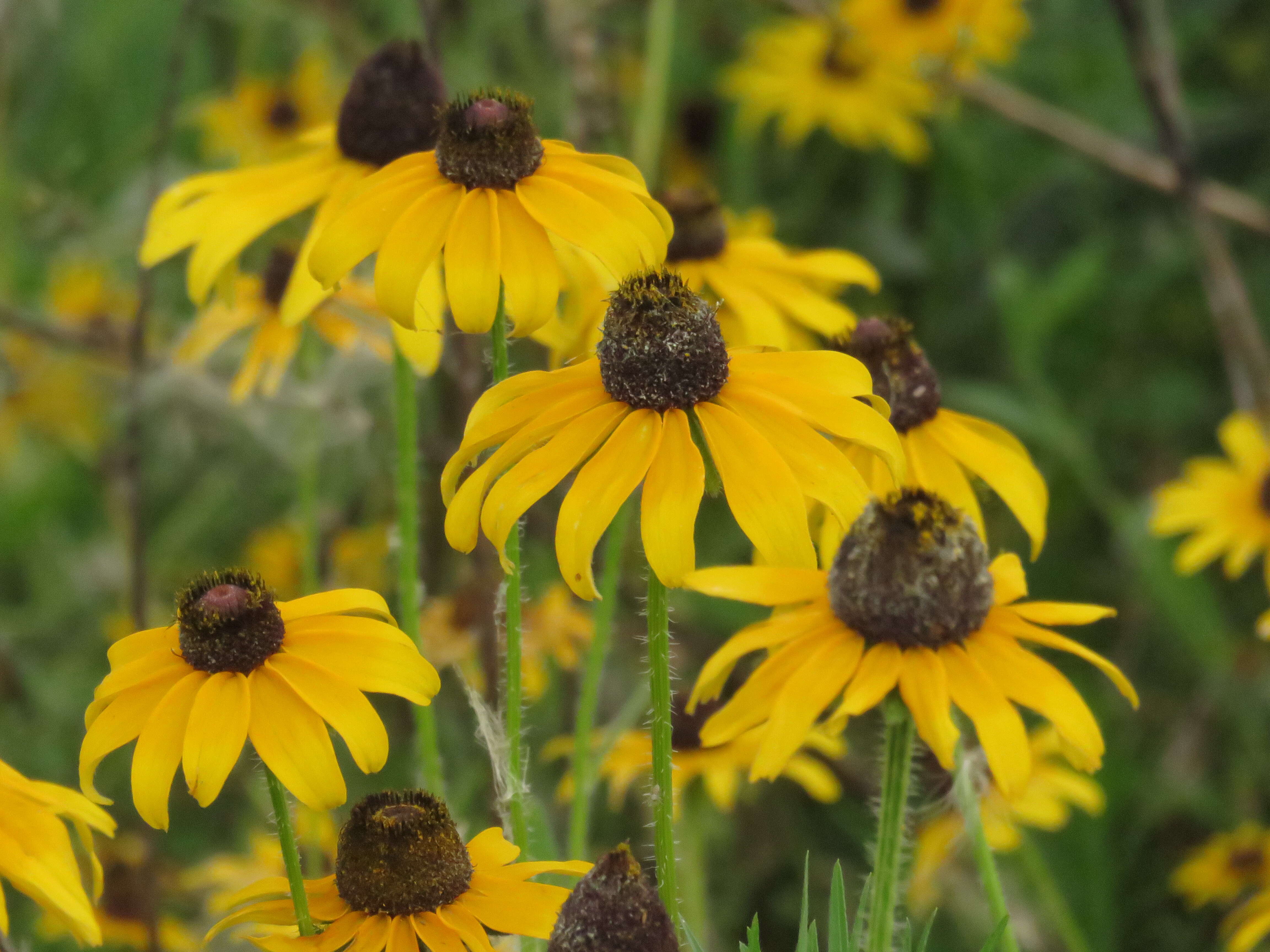 Image of blackeyed Susan