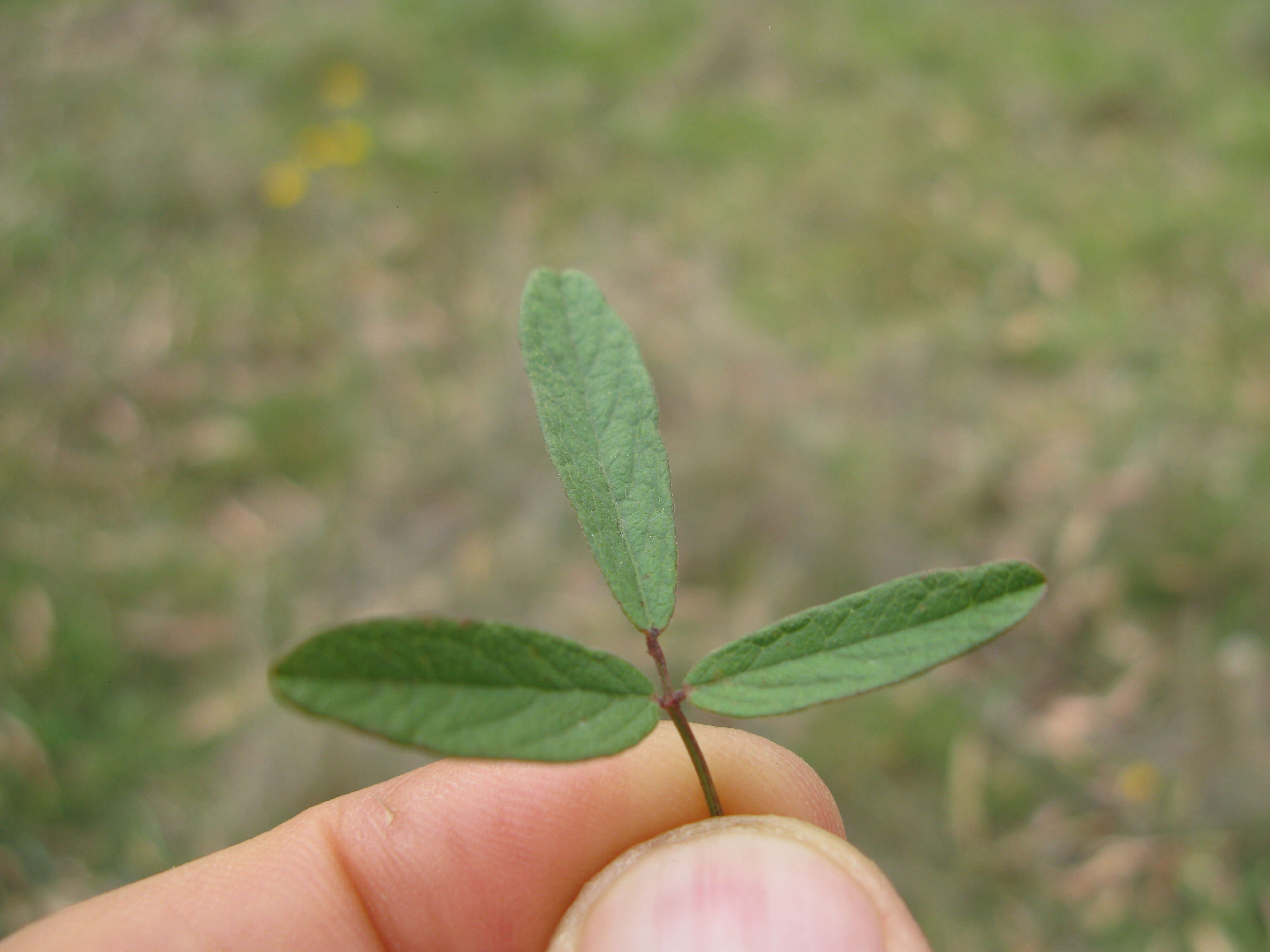 Image of Desmodium varians (Labill.) G. Don