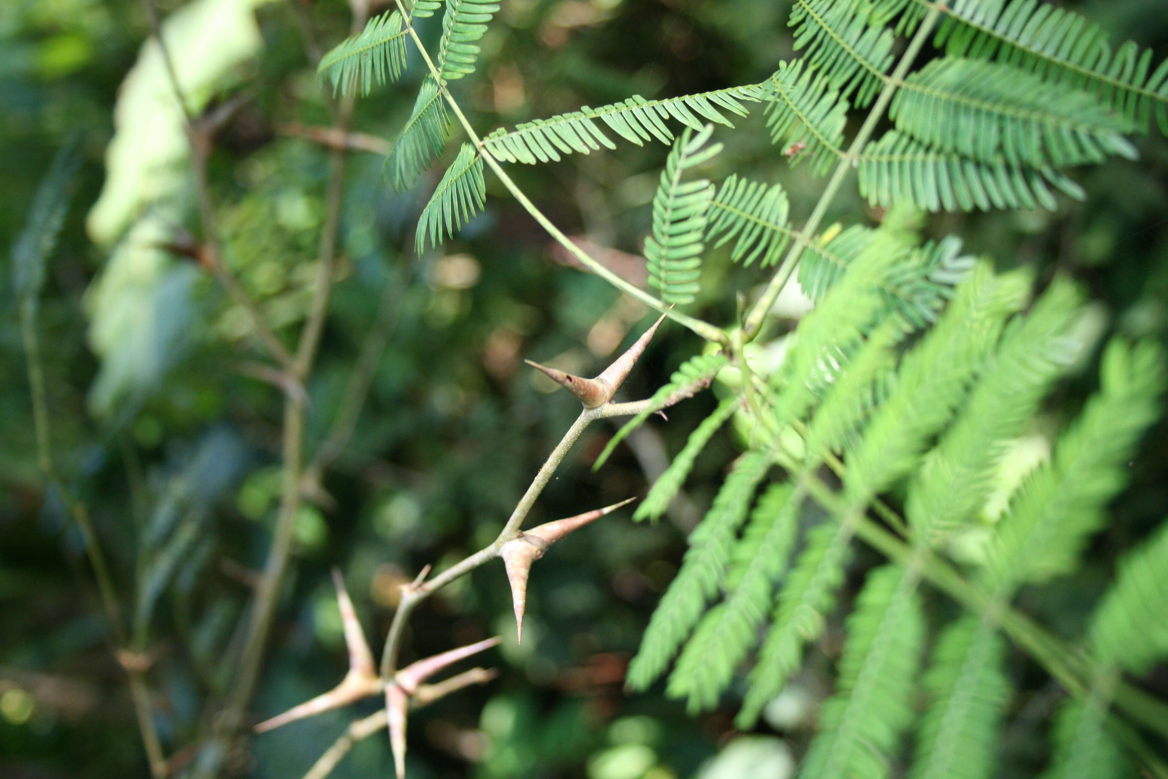 Image of bull horn acacia