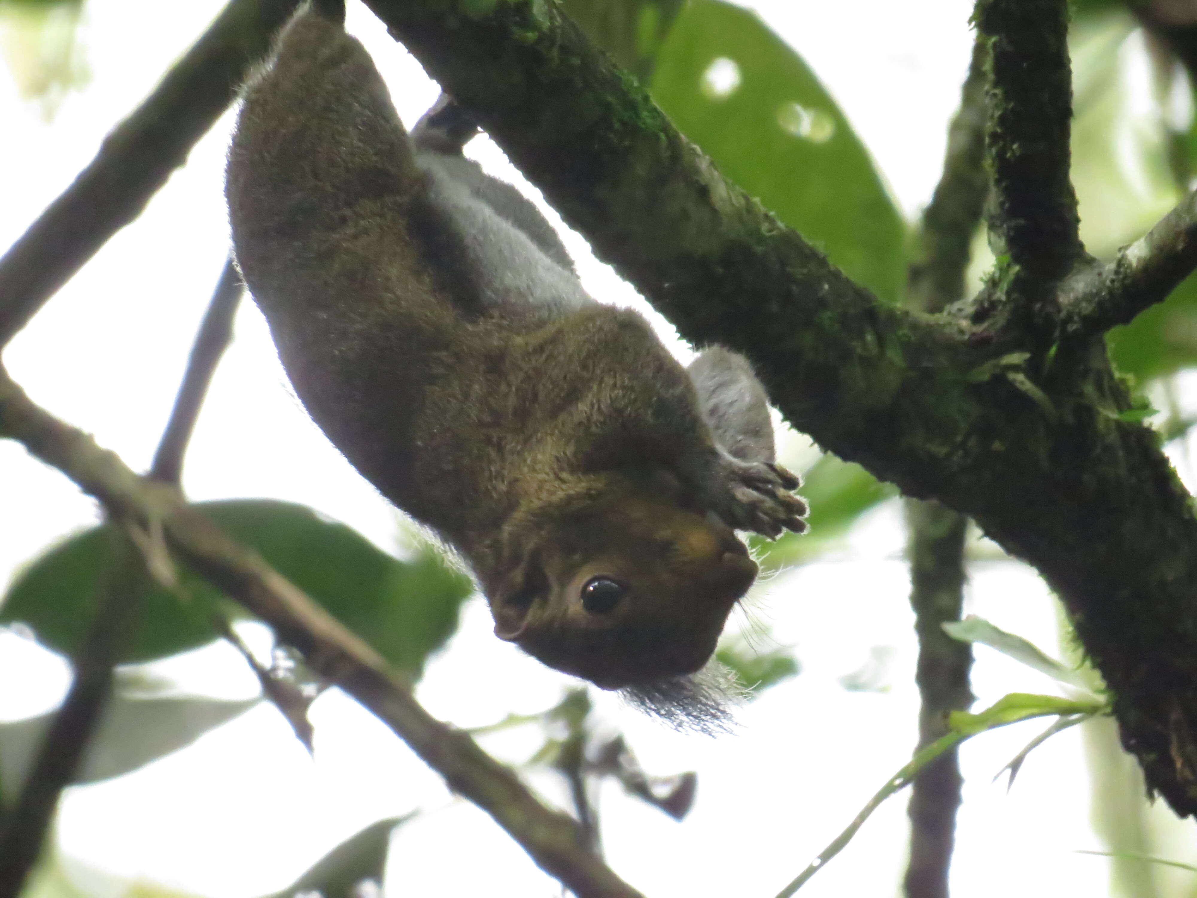 Image of Black-striped Squirrel