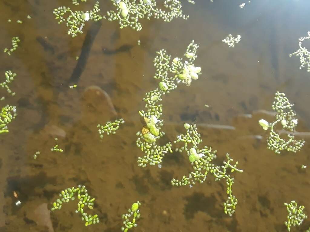 Image of Columbia water-meal