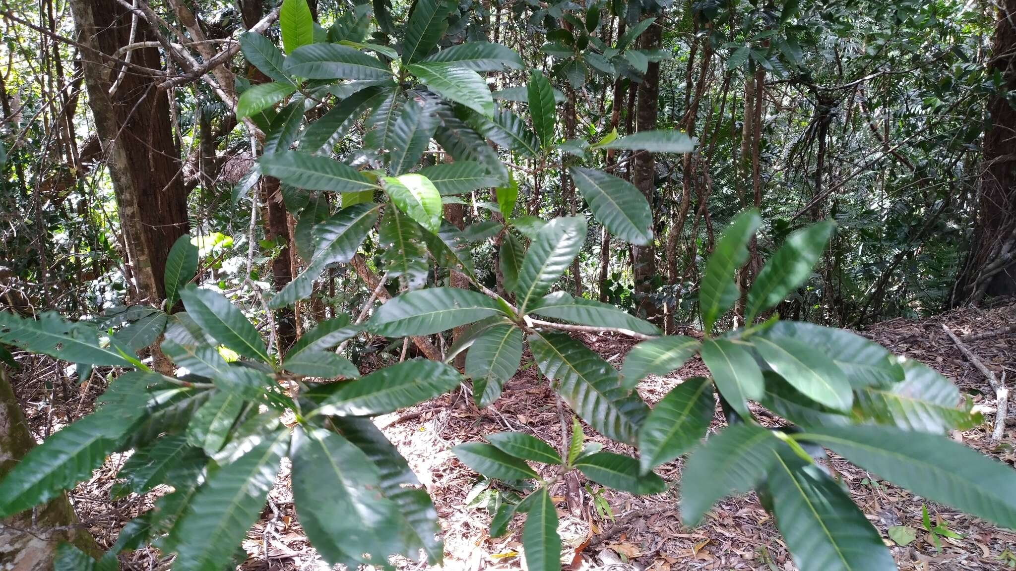 Image of Gardenia ovularis F. M. Bailey