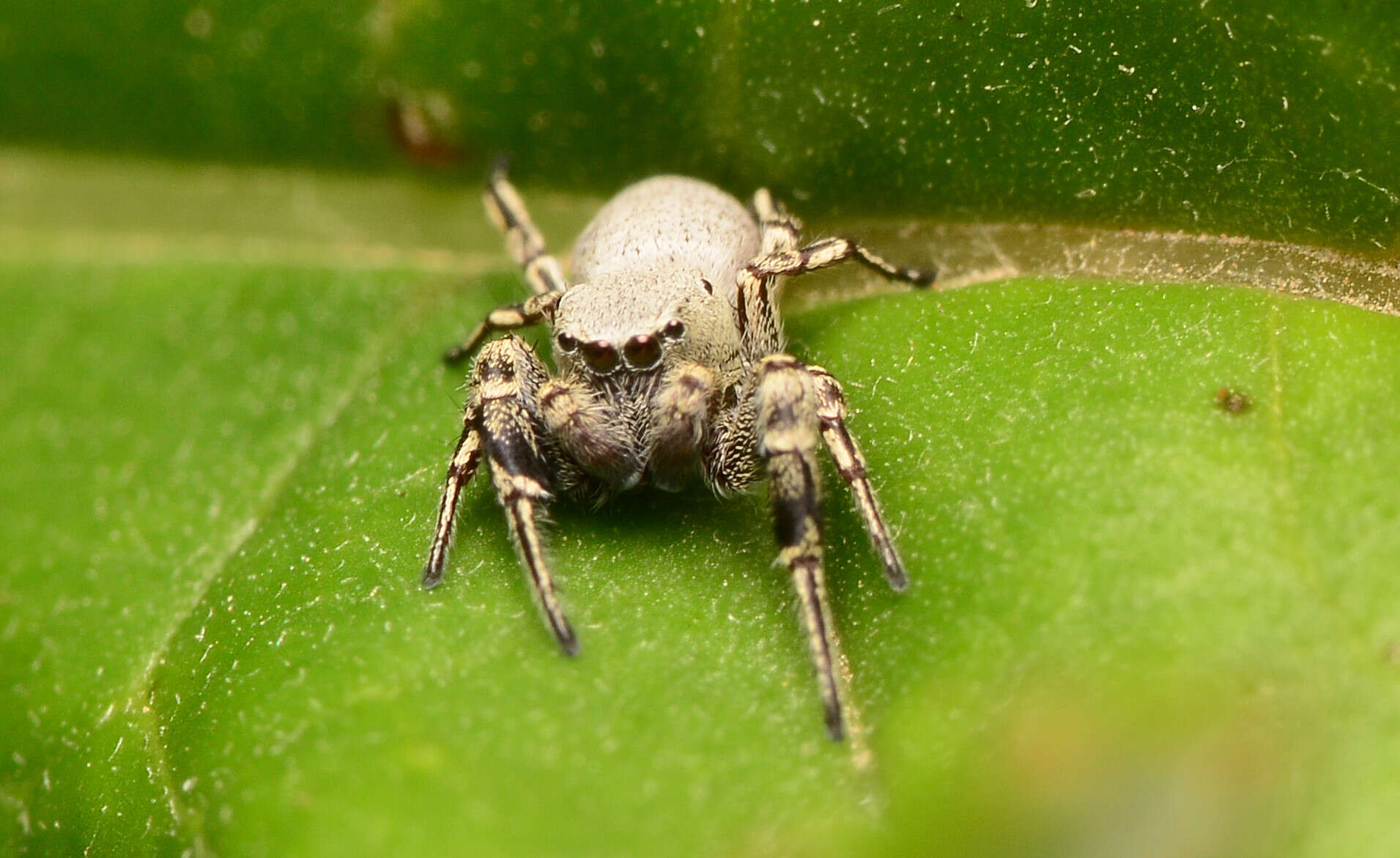 Image of Poultonella alboimmaculata (Peckham & Peckham 1883)