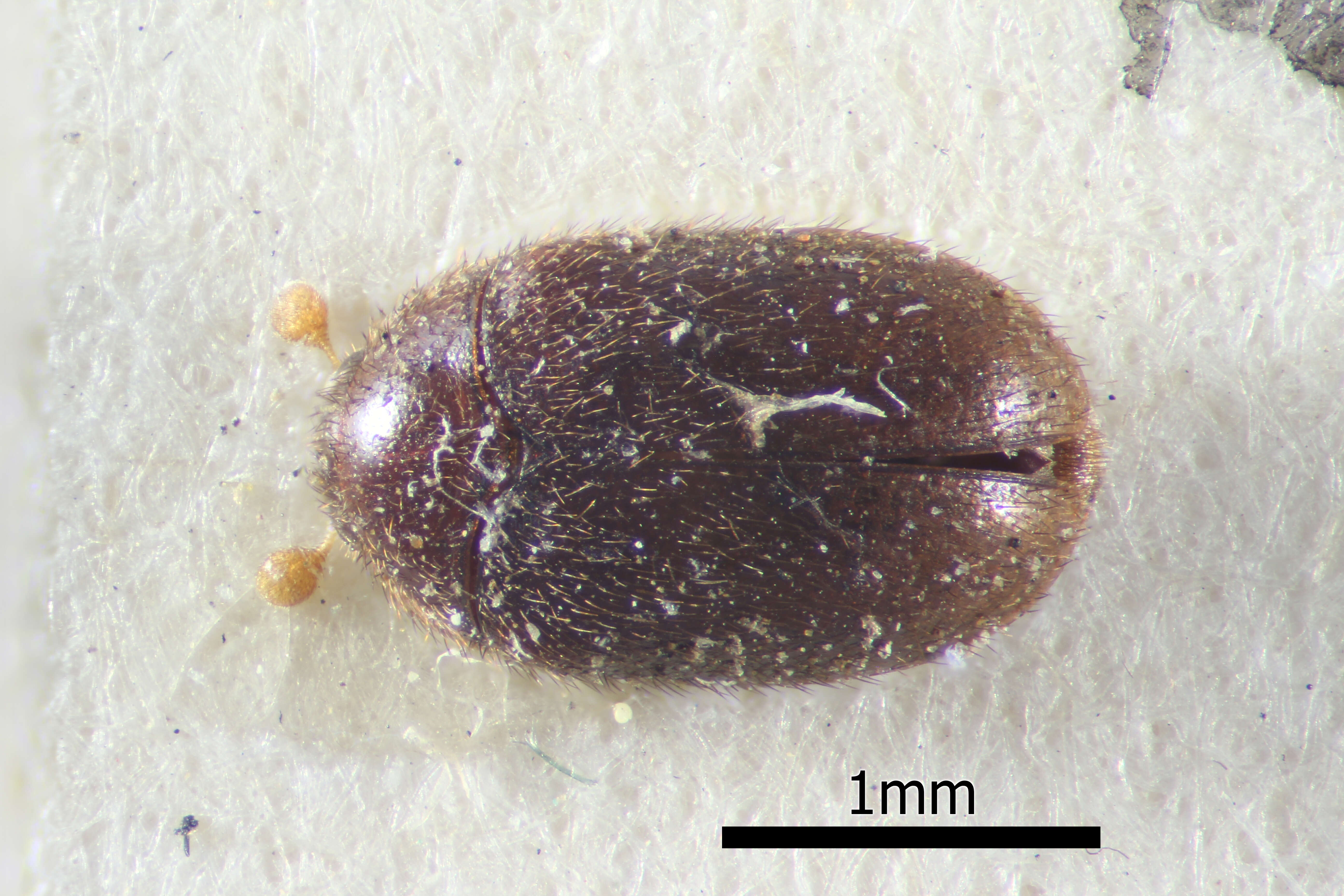 Image of Skin beetle