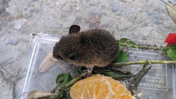 Image of Coxing's White-bellied Rat