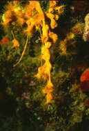 Image de anémone encroûtante jaune