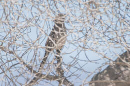 Image of Chilean Mockingbird