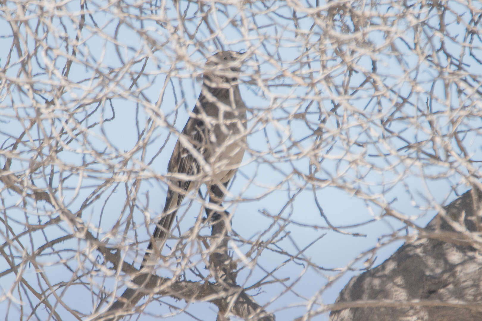 Image of Chilean Mockingbird