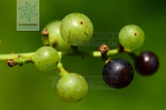 Image of Vitis pseudoreticulata W. T. Wang