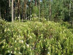 Imagem de Rhododendron tomentosum (Stokes) Harmaja