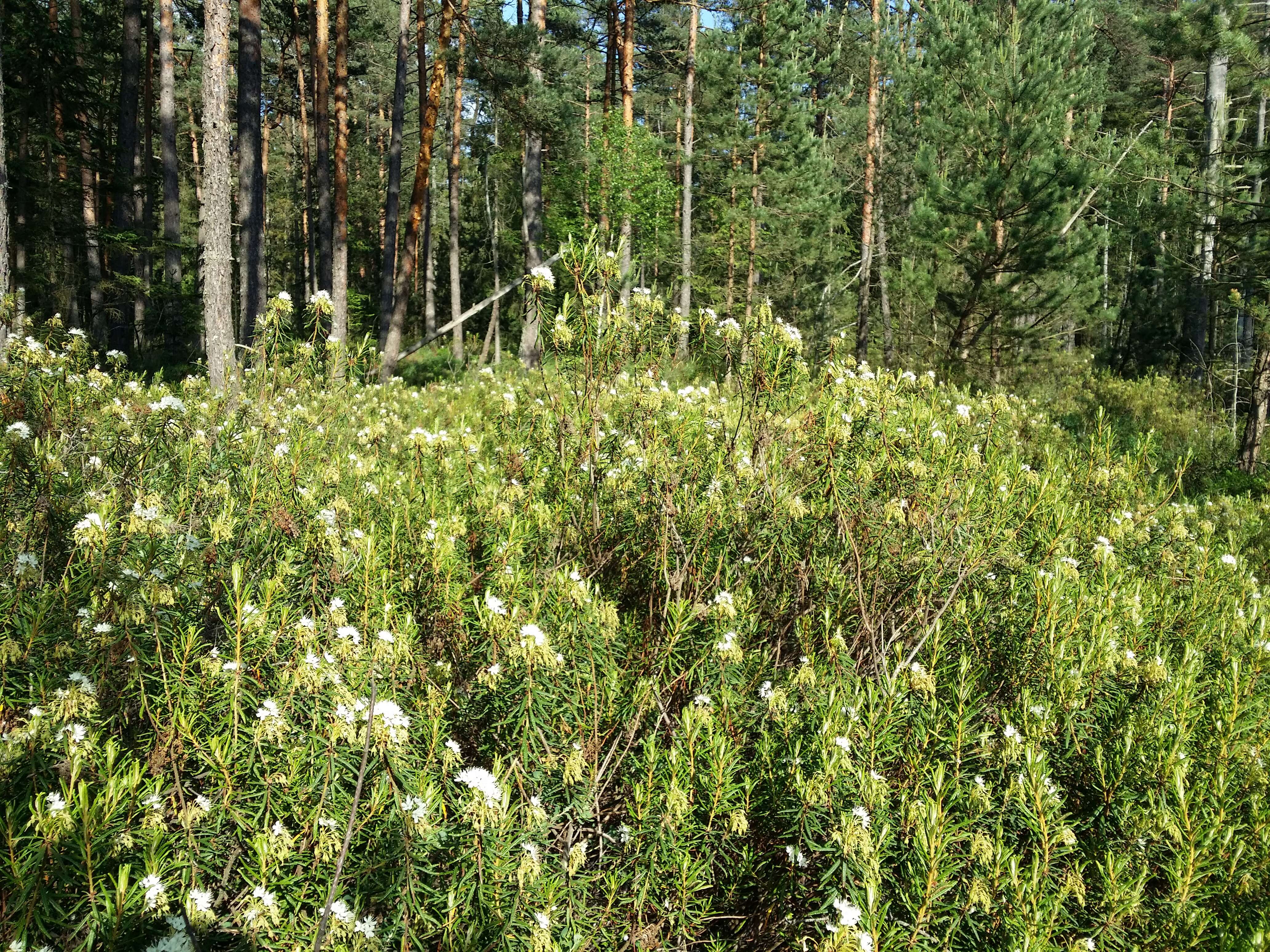 Imagem de Rhododendron tomentosum (Stokes) Harmaja