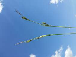 Image of carnation sedge