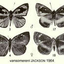 Image of Phytala vansomereni Jackson 1964