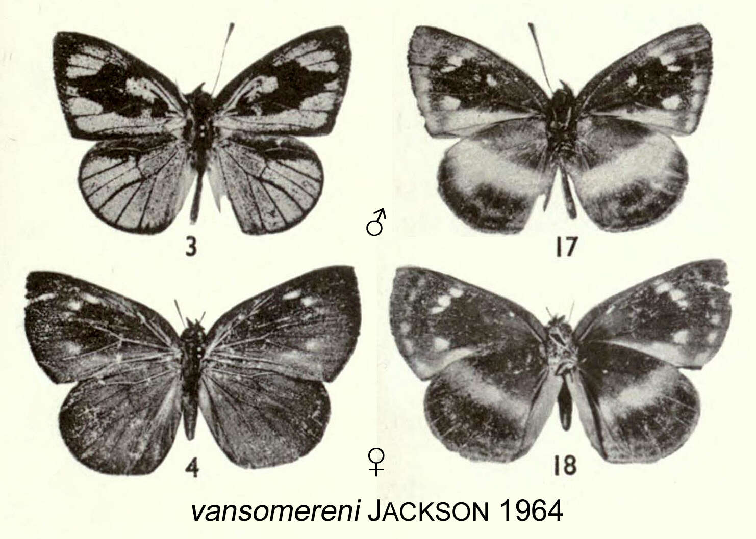 Image of Phytala vansomereni Jackson 1964