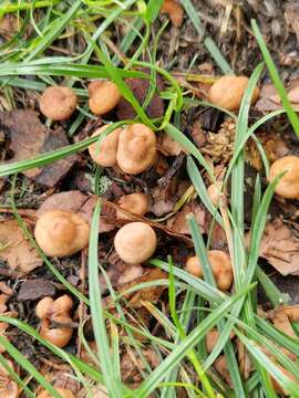 Image of Marasmius oreades (Bolton) Fr. 1836