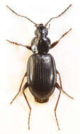 Image of Agonum (Europhilus) thoreyi Dejean 1828