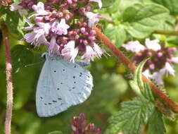 Image of origanum