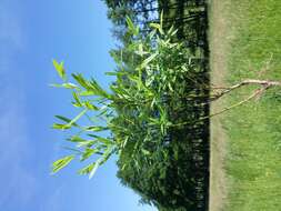 Image of creeping willow