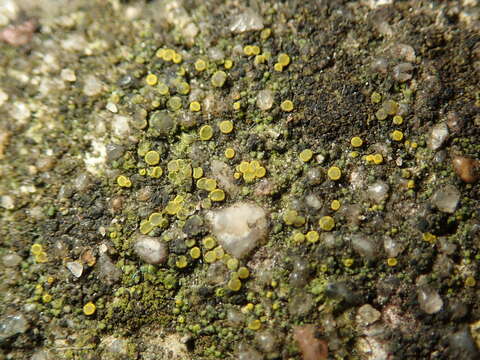 Image of Hidden goldspeck lichen