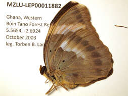 Image of Euphaedra medon Linnaeus 1763