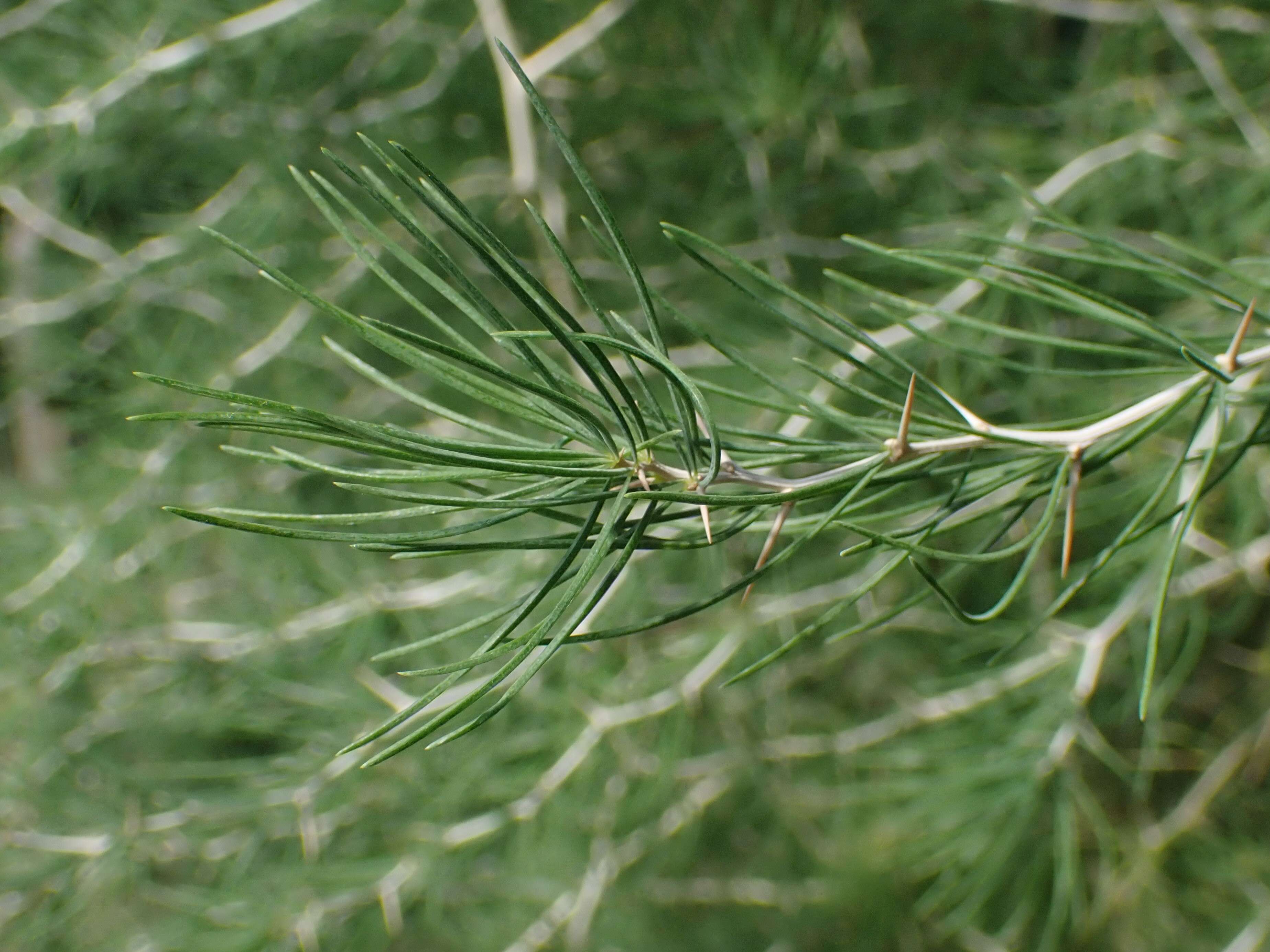 Imagem de Asparagus aphyllus L.