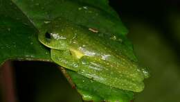 Image of Burrowes' Giant Glass Frog