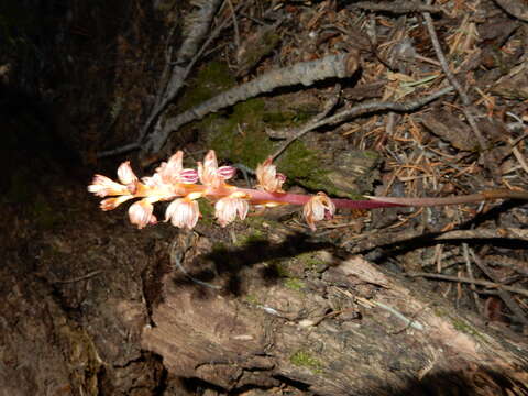 Image of Striped coralroot