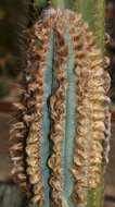 Imagem de Pilosocereus machrisii (E. Y. Dawson) Backeb.