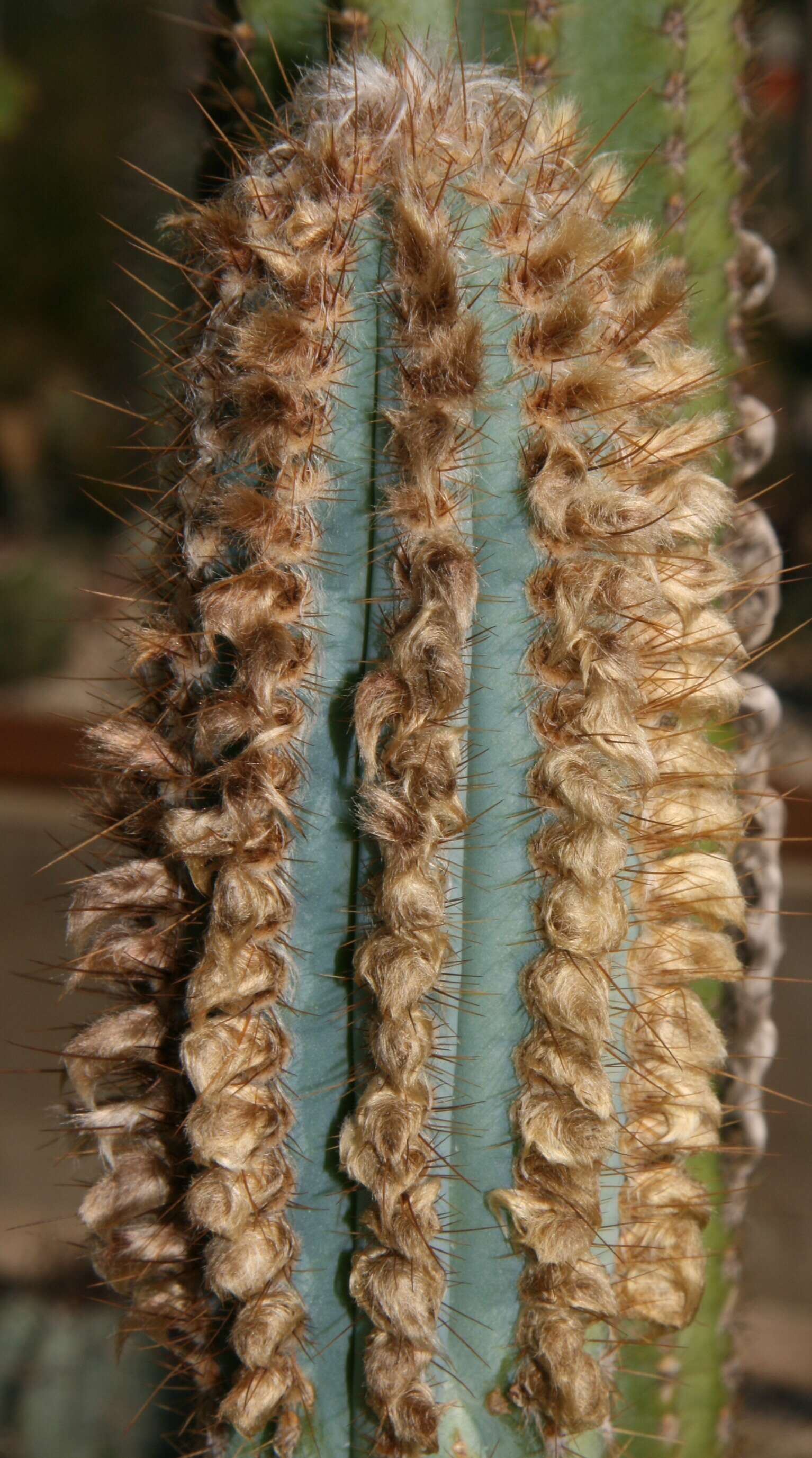 Imagem de Pilosocereus machrisii (E. Y. Dawson) Backeb.