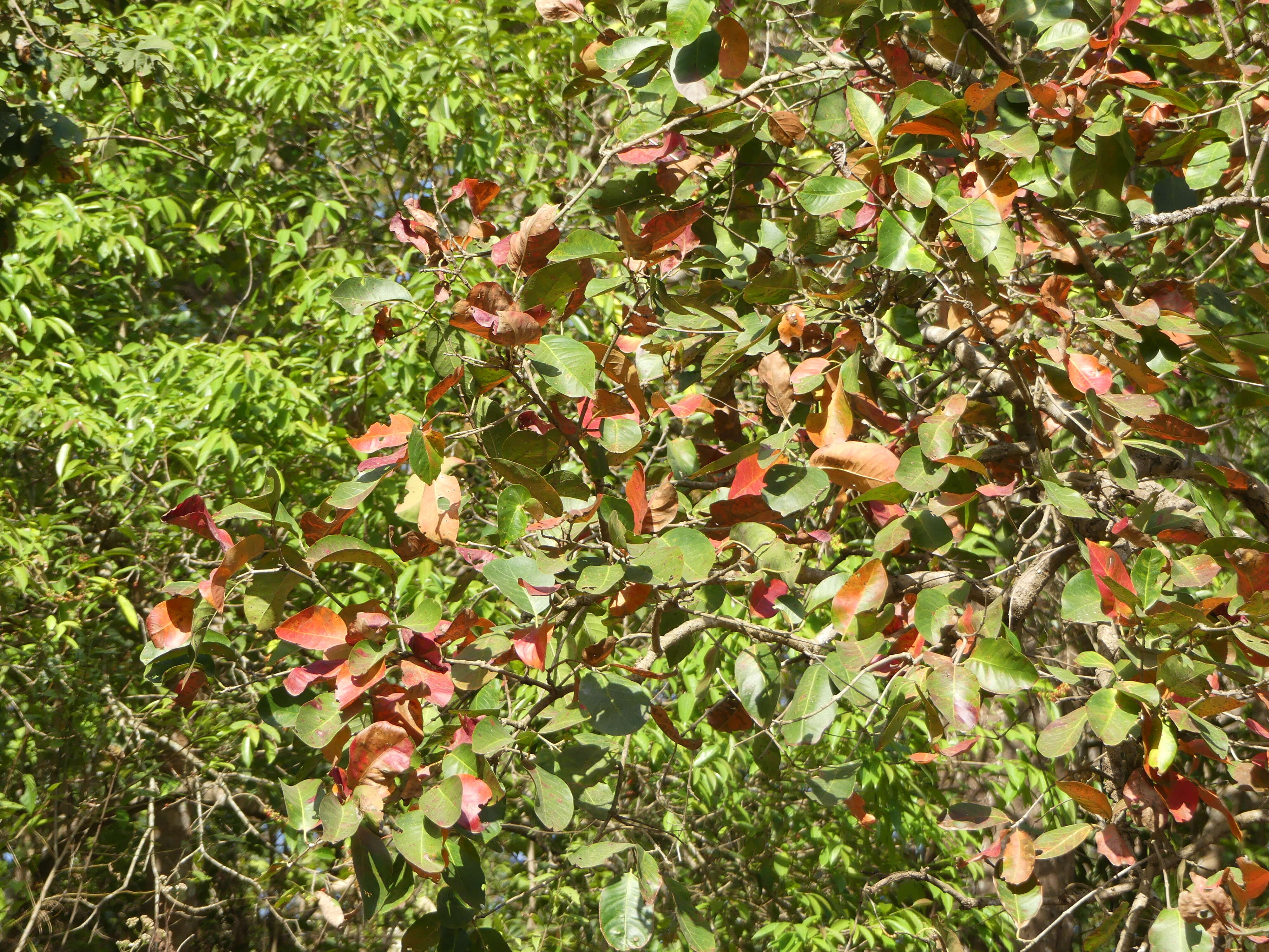 Слика од Syzygium nervosum DC.