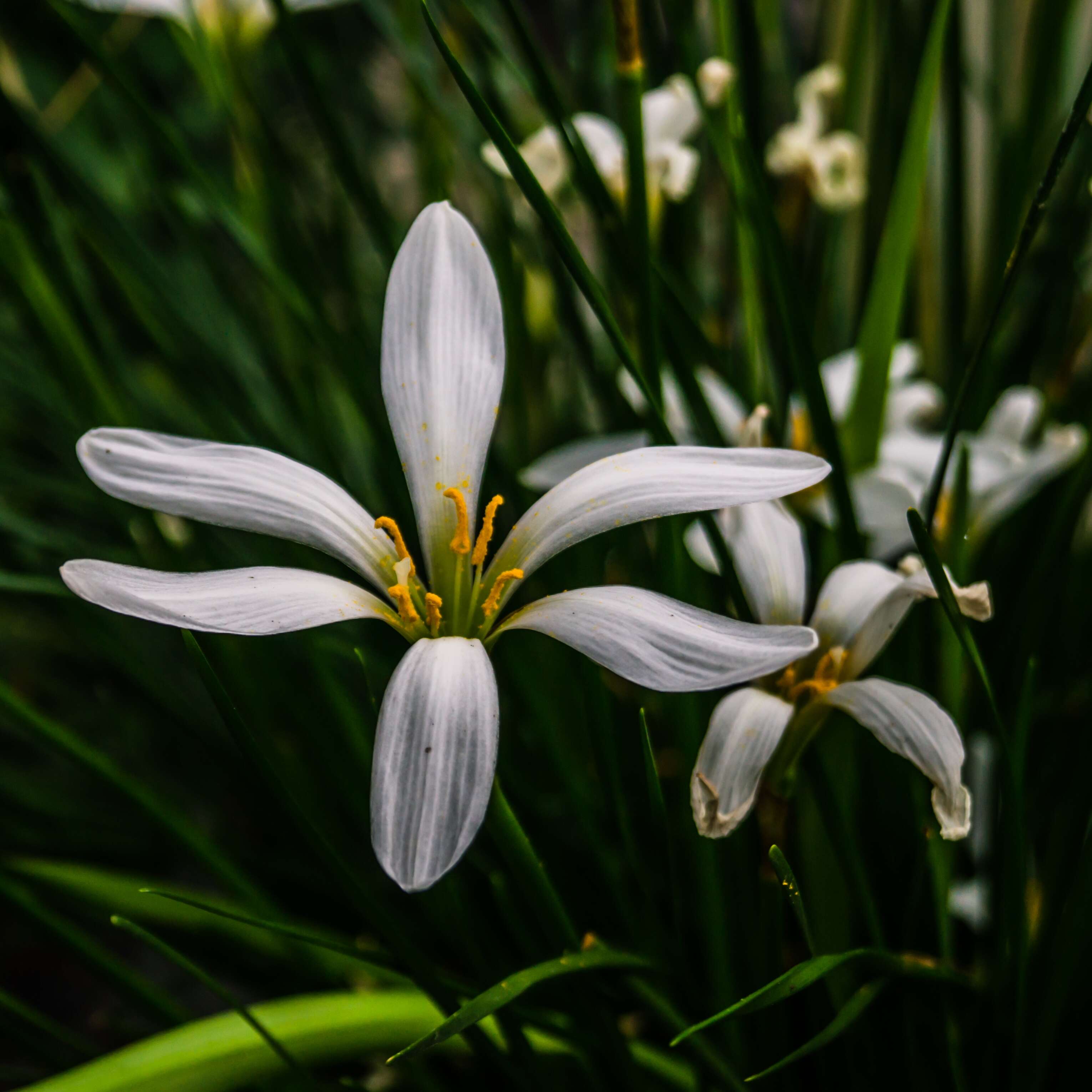 Image of prairie lily