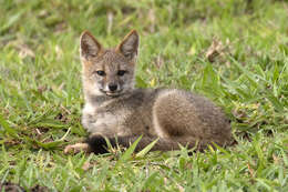 Image of Brasilian Fox