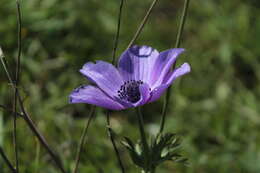 Imagem de Anemone coronaria L.