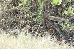 Image of Mangrove