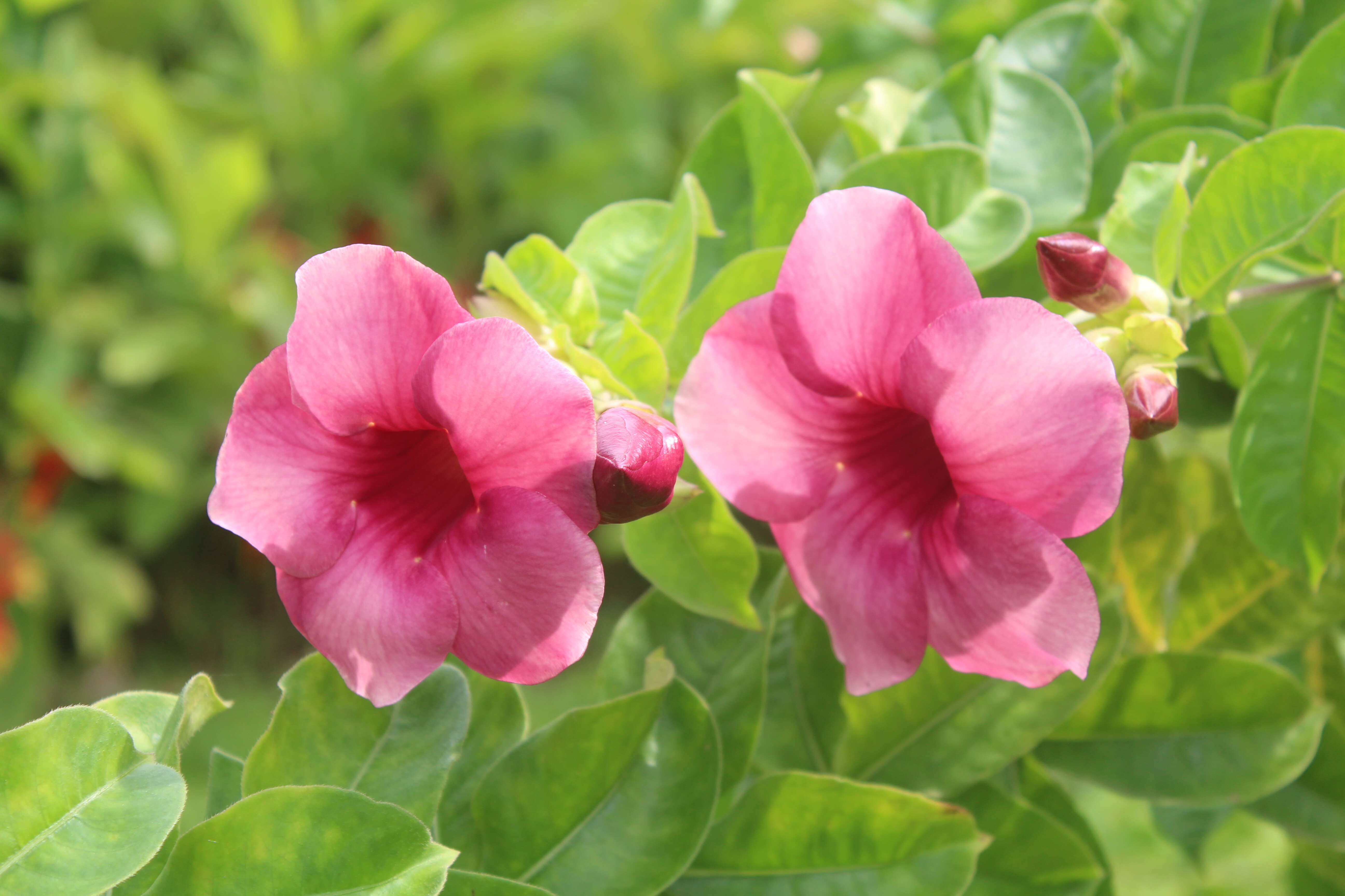 Image of purple allamanda