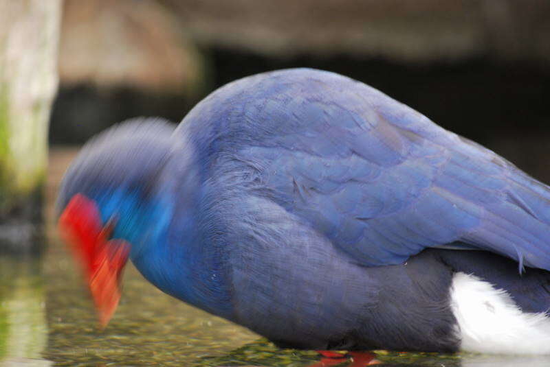 Image of Purple Swamphen