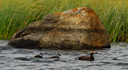 Image of Stejneger's Scoter