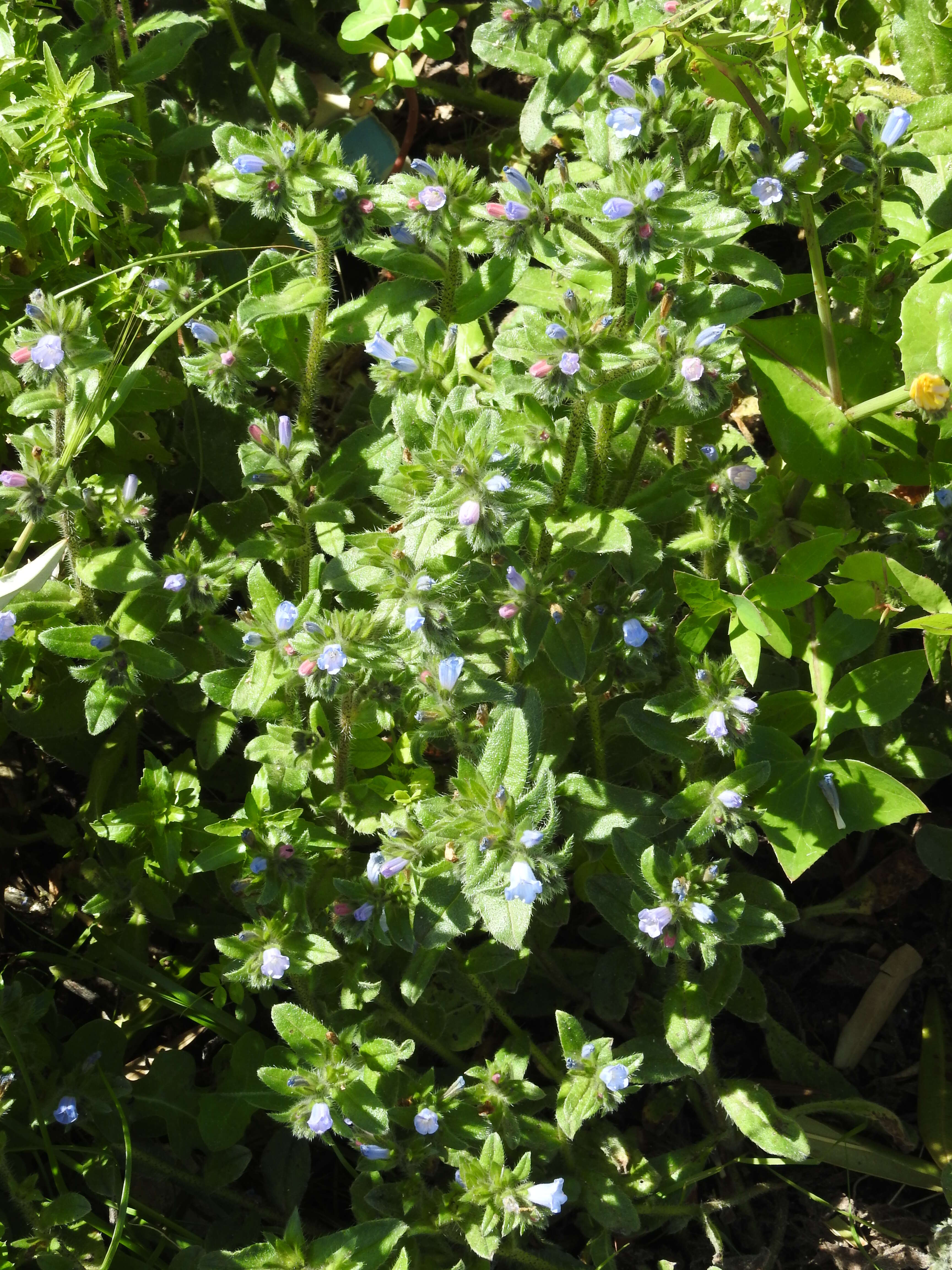 Image of Echium parviflorum Moench