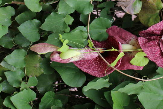 صورة Aristolochia elegans Mast.