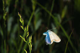 Image of Plebejus idas