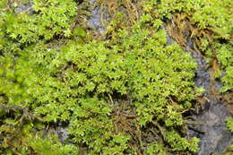 Image of zygodon moss