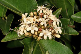 Plancia ëd Volkameria glabra (E. Mey.) Mabb. & Y. W. Yuan