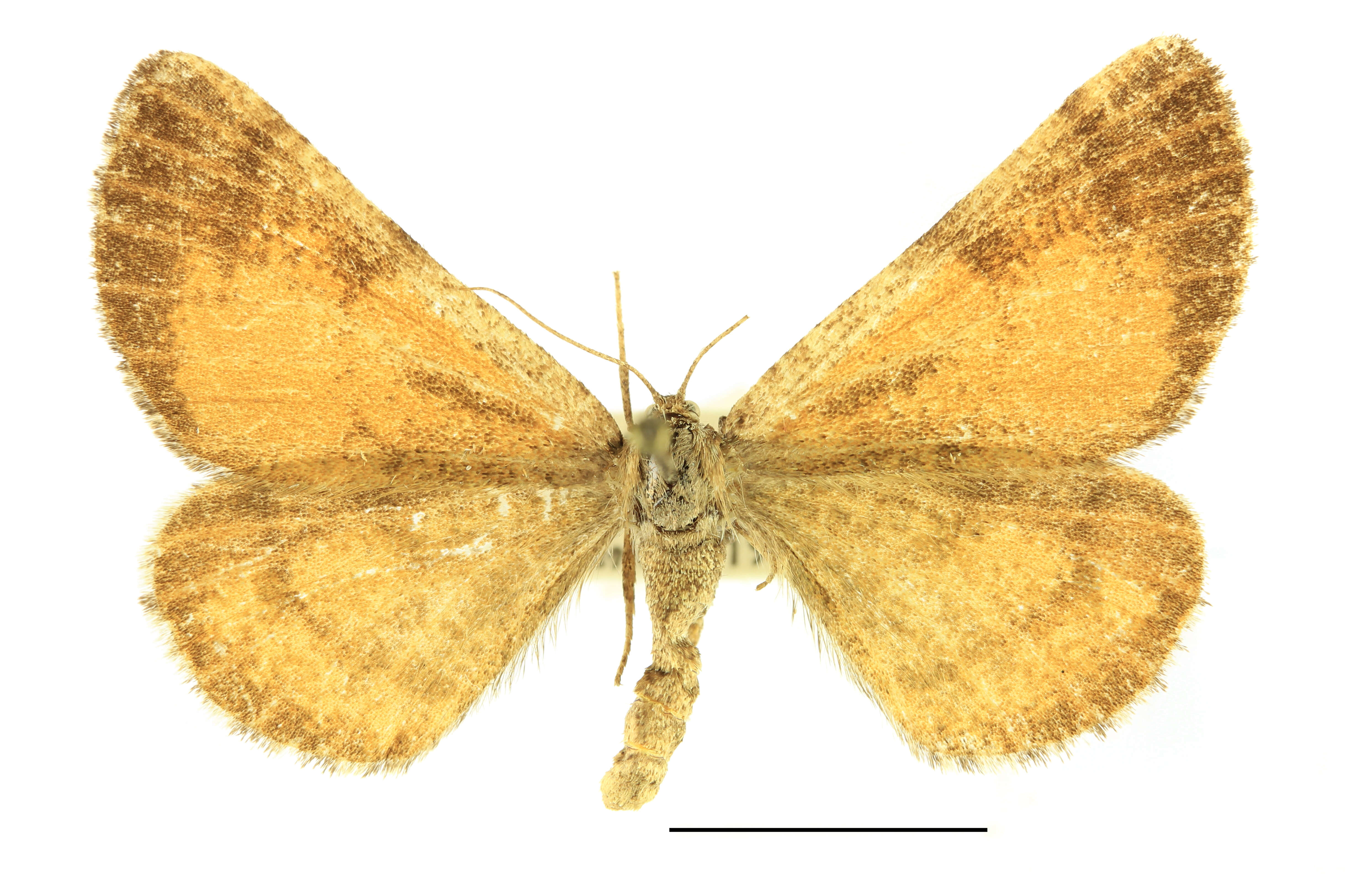 Bupalus resmi