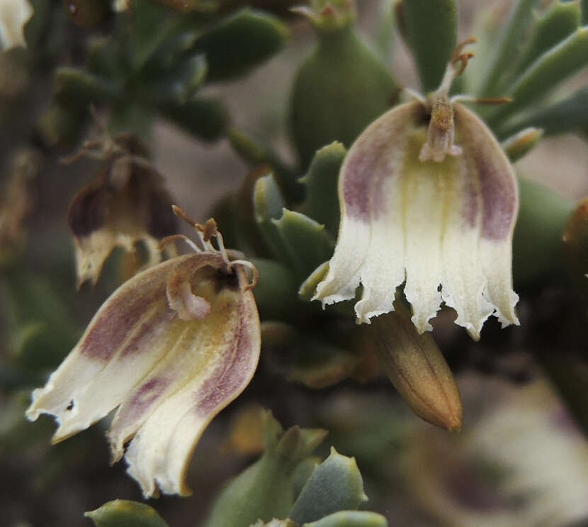 Image de Scaevola collaris F. Müll.