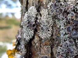 Image of rosette lichen