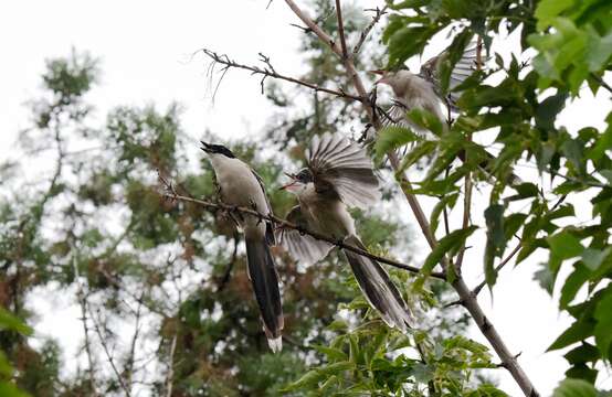 Image of Azure-winged Magpie